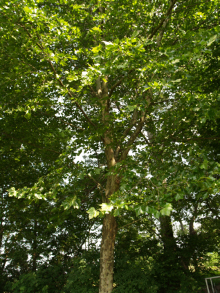 Platane - Copyright www.auverein.at