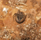 Schattenkreuzspinne - Copyright www.auverein.at