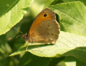 Schmetterling - Copyright www.Auverein.at