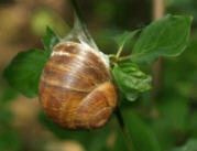 Schnecke - Copyright www.Auverein.at