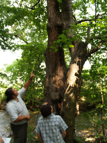 Kirschbaum mit Weide verwachsen - copyright www.auverein.at