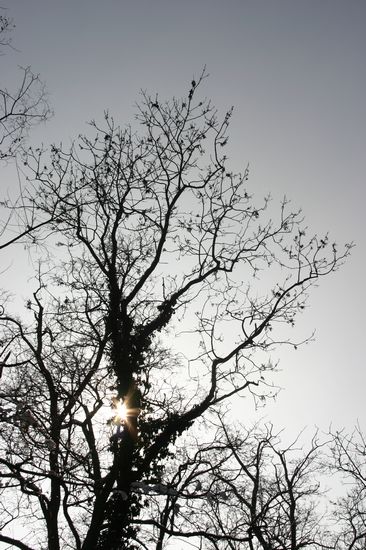 Bilder aus dem Felixdorfer Auwald