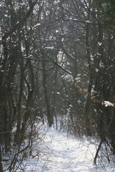 Bilder aus dem Felixdorfer Auwald