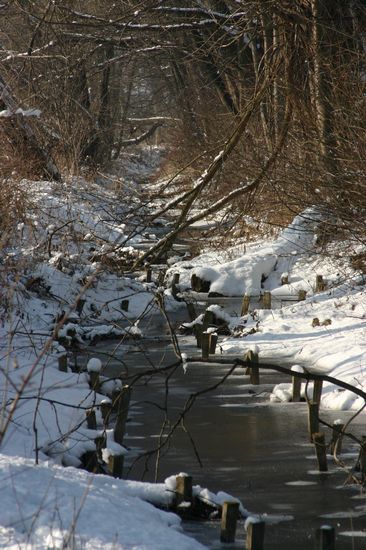 Bilder aus dem Felixdorfer Auwald