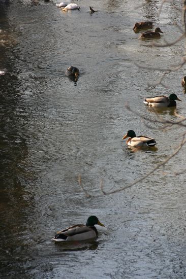 Bilder aus dem Felixdorfer Auwald