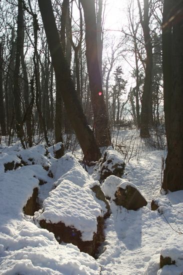 Bilder aus dem Felixdorfer Auwald