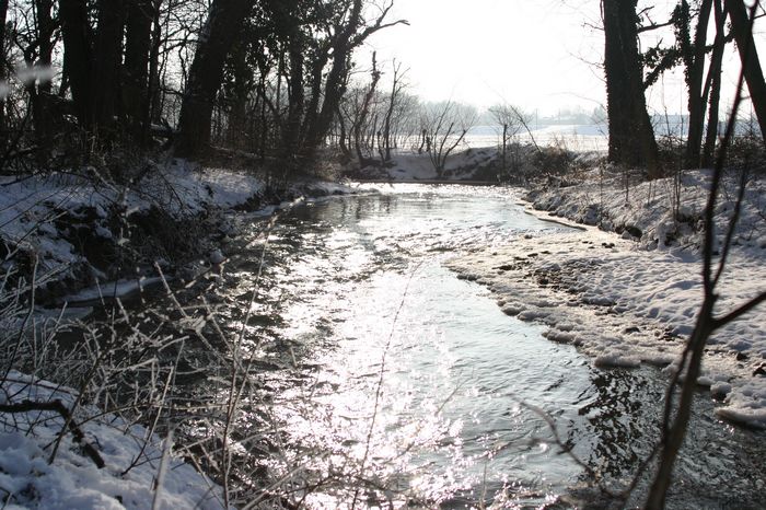 Bilder aus dem Felixdorfer Auwald