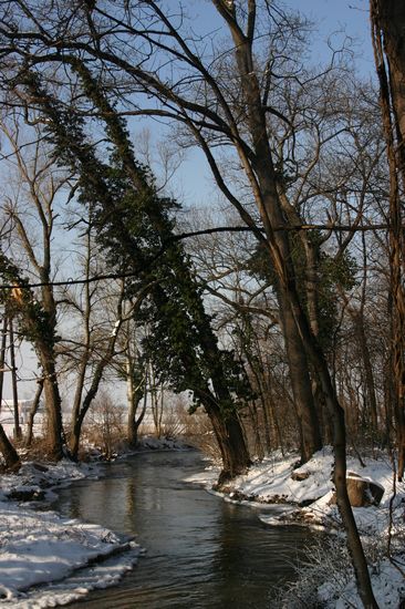 Bilder aus dem Felixdorfer Auwald