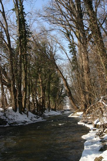 Bilder aus dem Felixdorfer Auwald