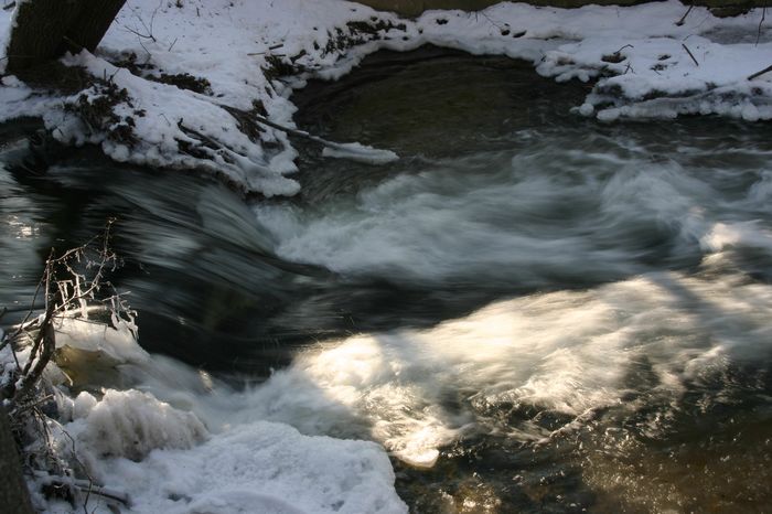 Bilder aus dem Felixdorfer Auwald