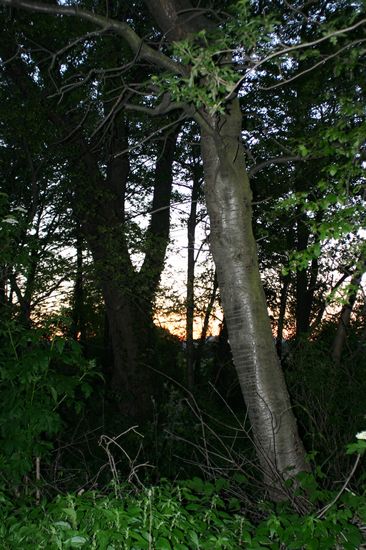 Bilder aus dem Felixdorfer Auwald