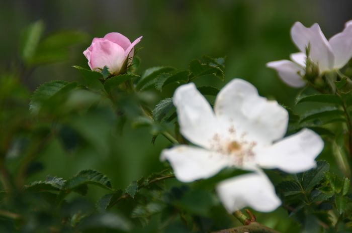 Bilder aus dem Felixdorfer Auwald