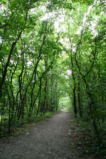 Bilder aus dem Felixdorfer Auwald