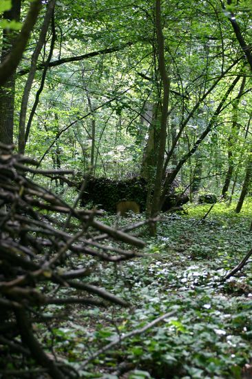 Bilder aus dem Felixdorfer Auwald