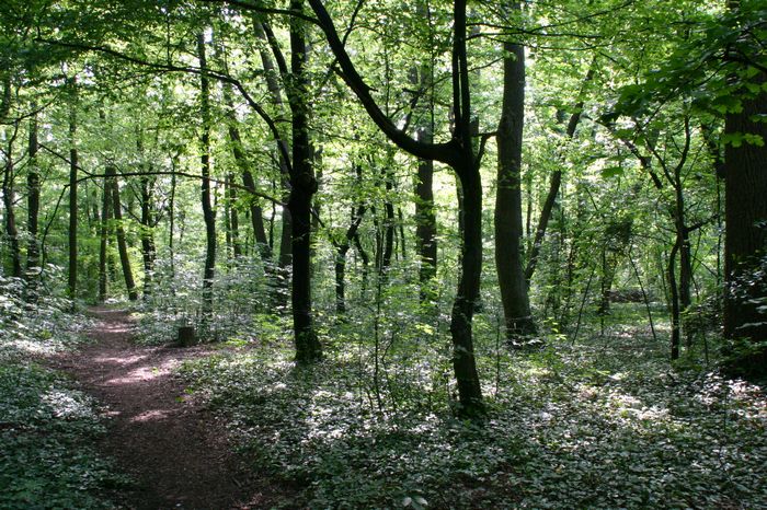 Bilder aus dem Felixdorfer Auwald