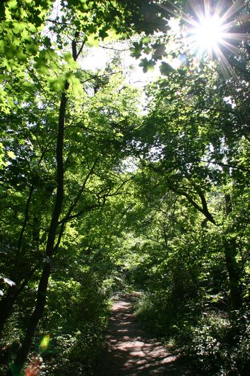 Bilder aus dem Felixdorfer Auwald