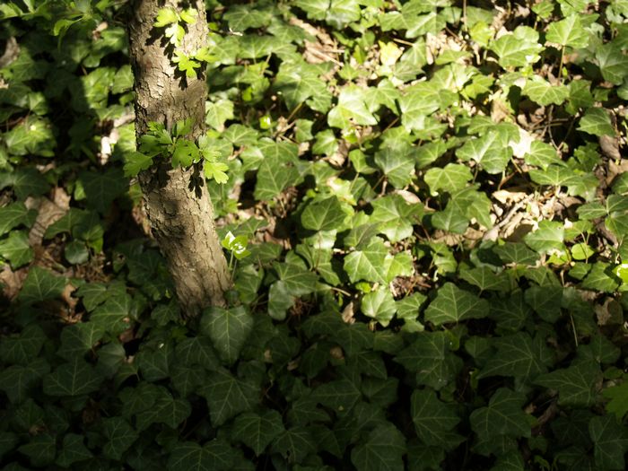 Bilder aus dem Felixdorfer Auwald.