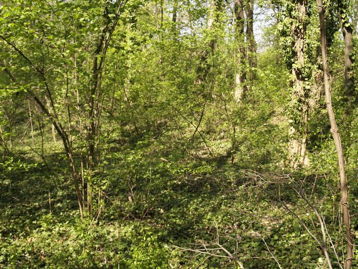 Bilder aus dem Felixdorfer Auwald.