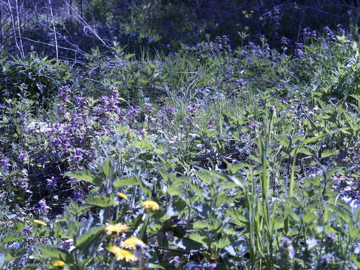Bilder aus dem Felixdorfer Auwald.
