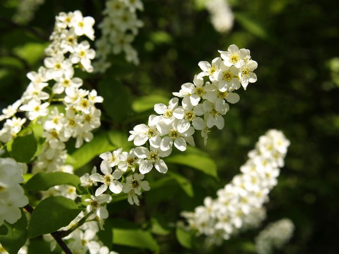 Bilder aus dem Felixdorfer Auwald.