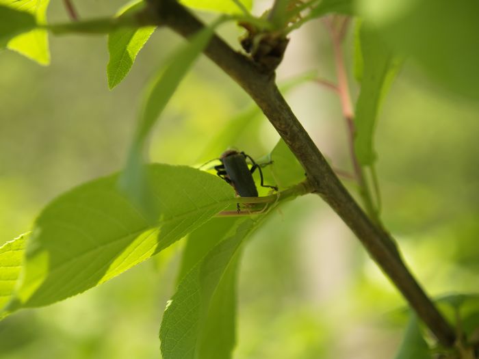 Bilder aus dem Felixdorfer Auwald.