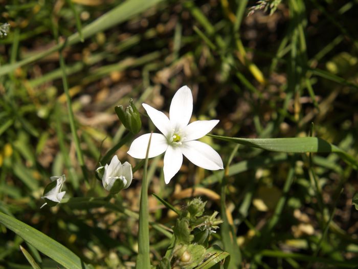 Bilder aus dem Felixdorfer Auwald.