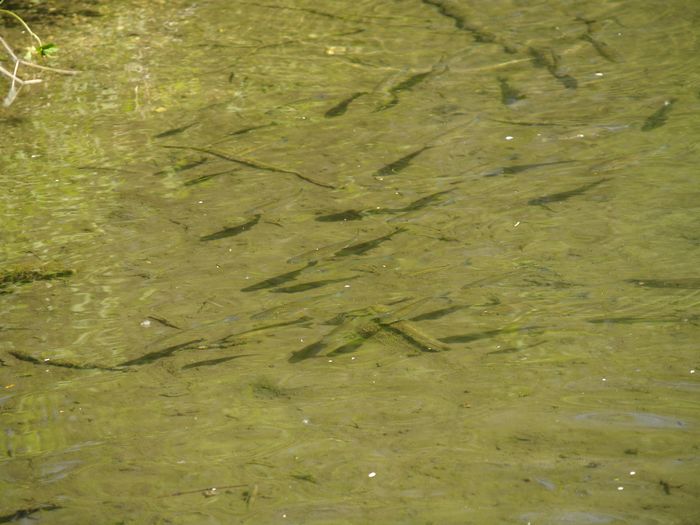 Bilder aus dem Felixdorfer Auwald.