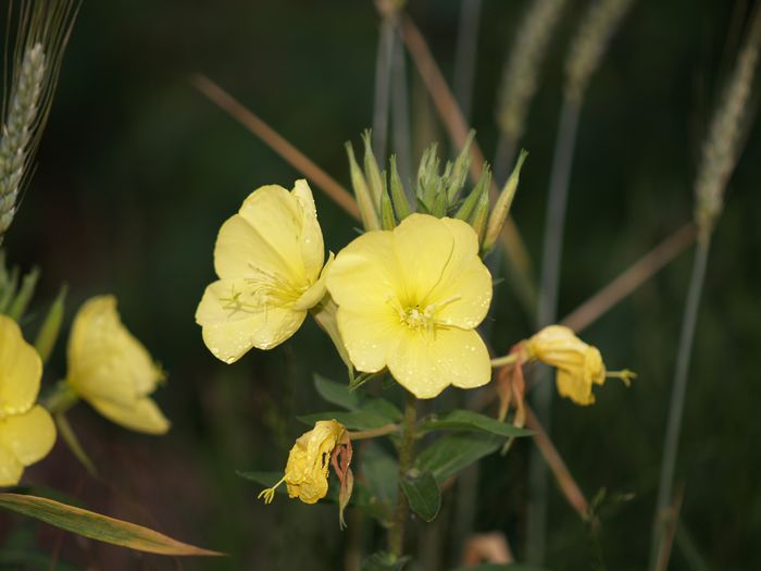 Bilder aus dem Felixdorfer Auwald.