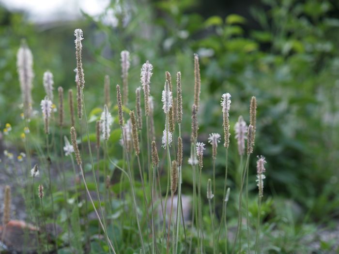 Bilder aus dem Felixdorfer Auwald.