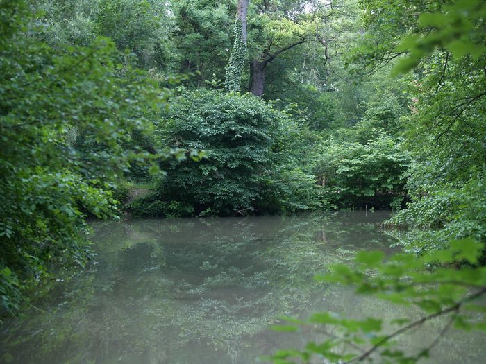 Bilder aus dem Felixdorfer Auwald.