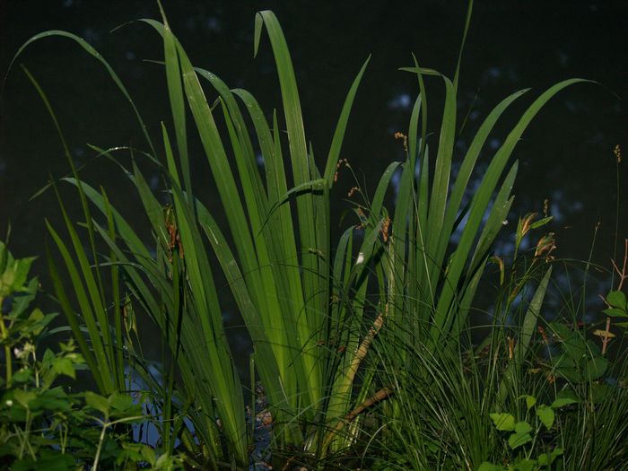 Bilder aus dem Felixdorfer Auwald.