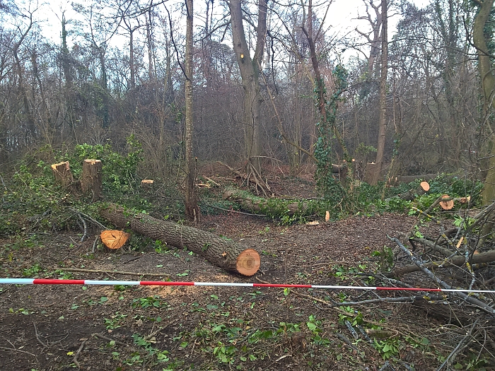 Biotopsanierung Felixdorf Auwald   Foto: Auverein.at