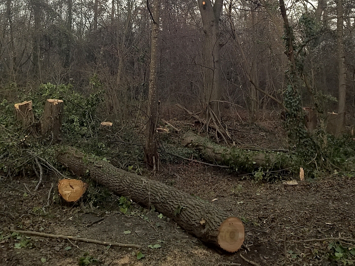 Biotopsanierung Felixdorf Auwald   Foto: Auverein.at
